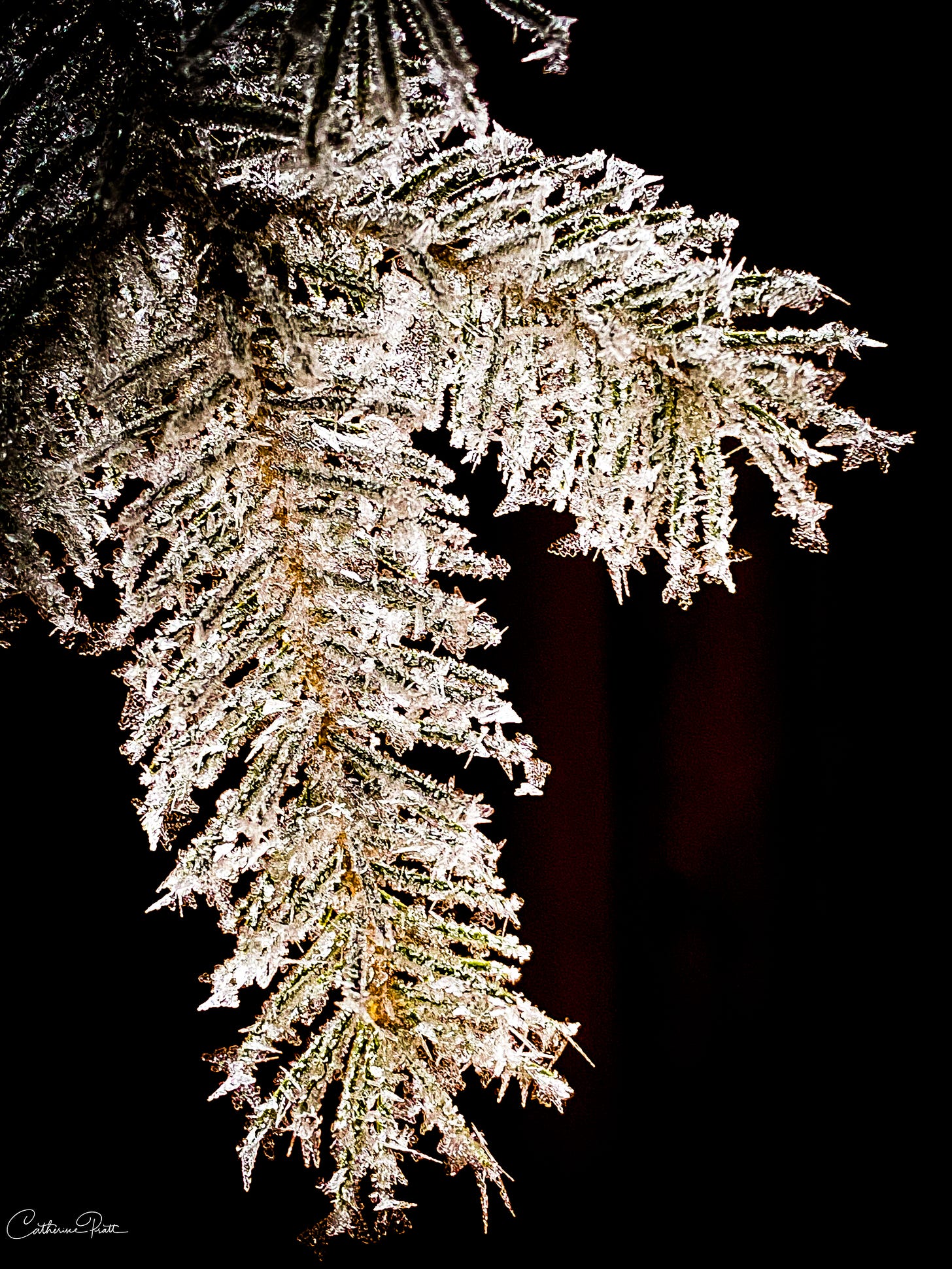hoar frost on tree branch