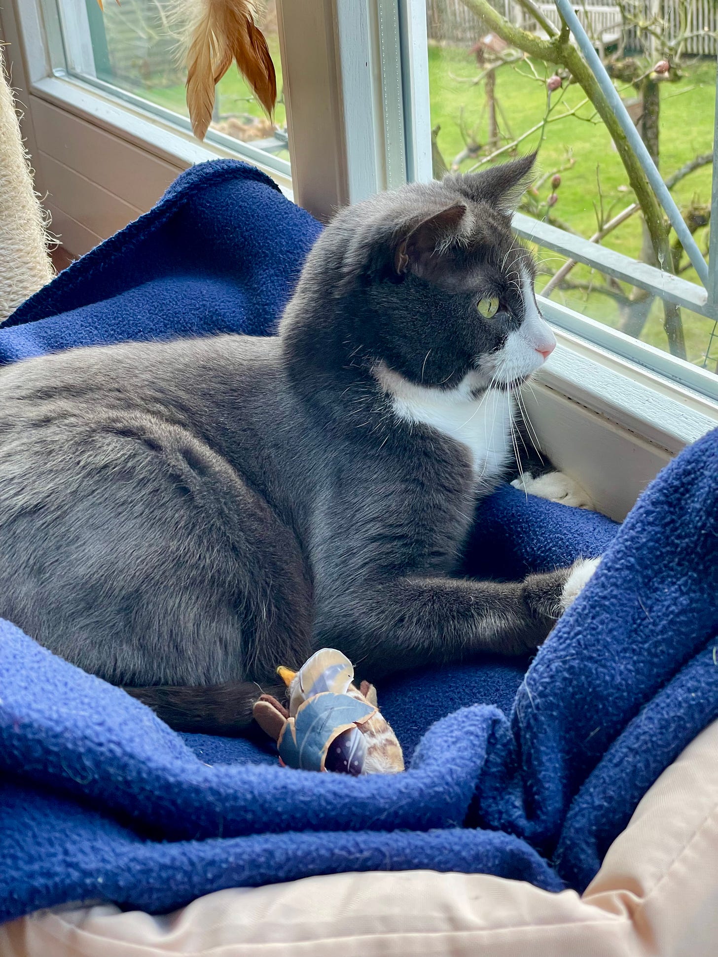 A gray and white cat with bright green eyes is lying on a cozy blue blanket near a window, gazing outside. A small feathered toy is placed near the cat's front paws. The window reveals a green garden with bare tree branches.