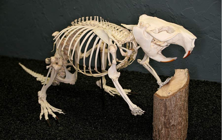 File:Beaver skeleton.jpg - Wikipedia