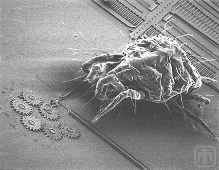 A mite approaching a microscale gear chain