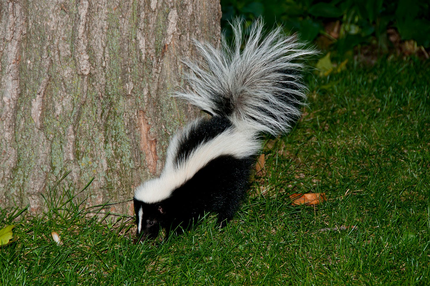 Black and white skunk by a tree trunk