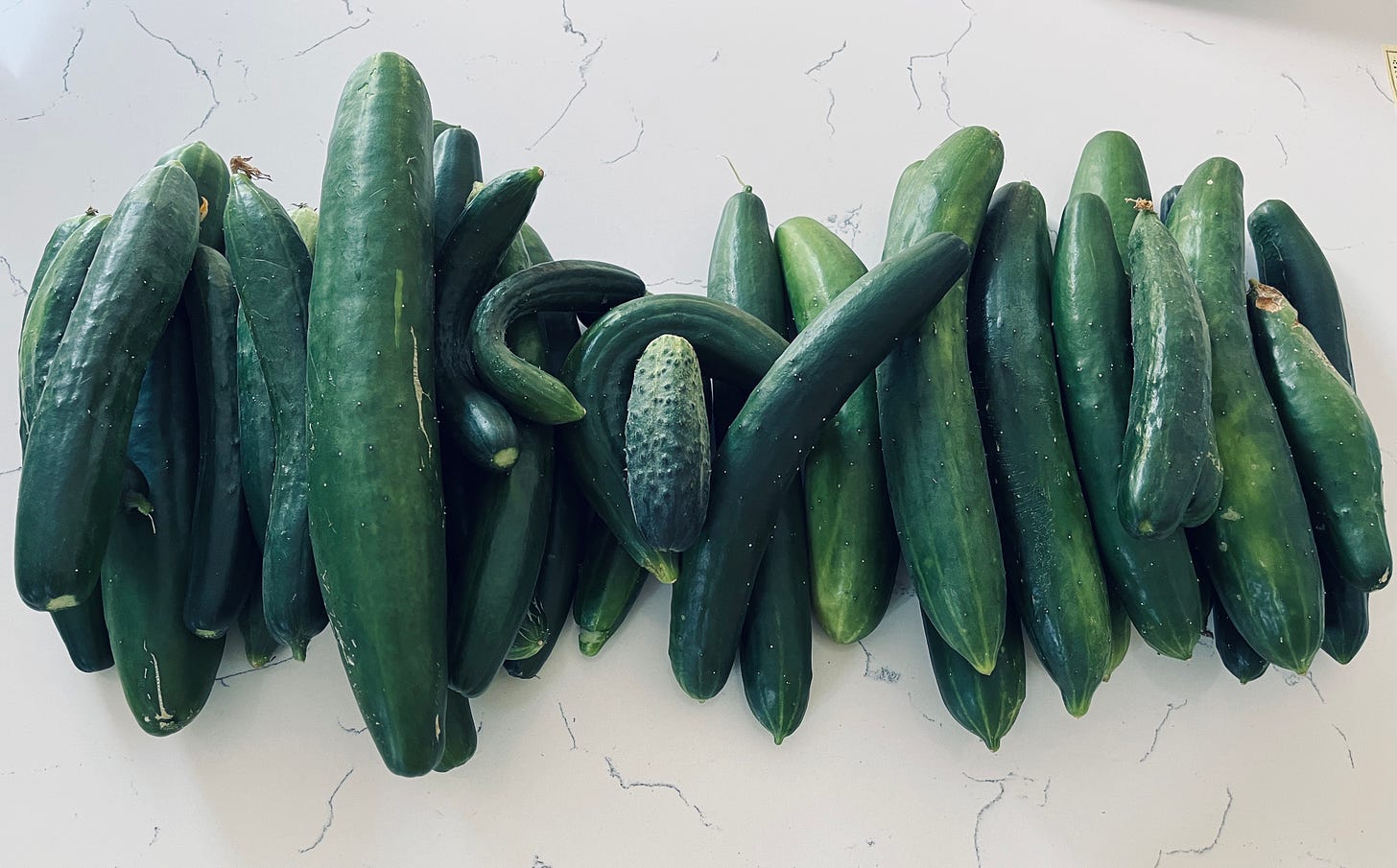 fresh cucumbers on a white countertop