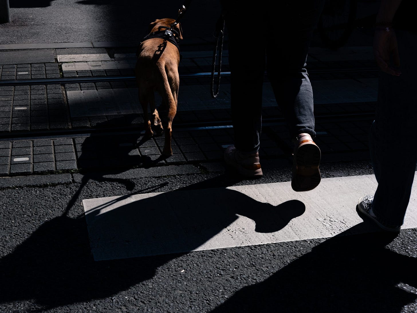 Photo of a pedestrians feet and a dog crossing a crosswalk in Zagreb, Croatia