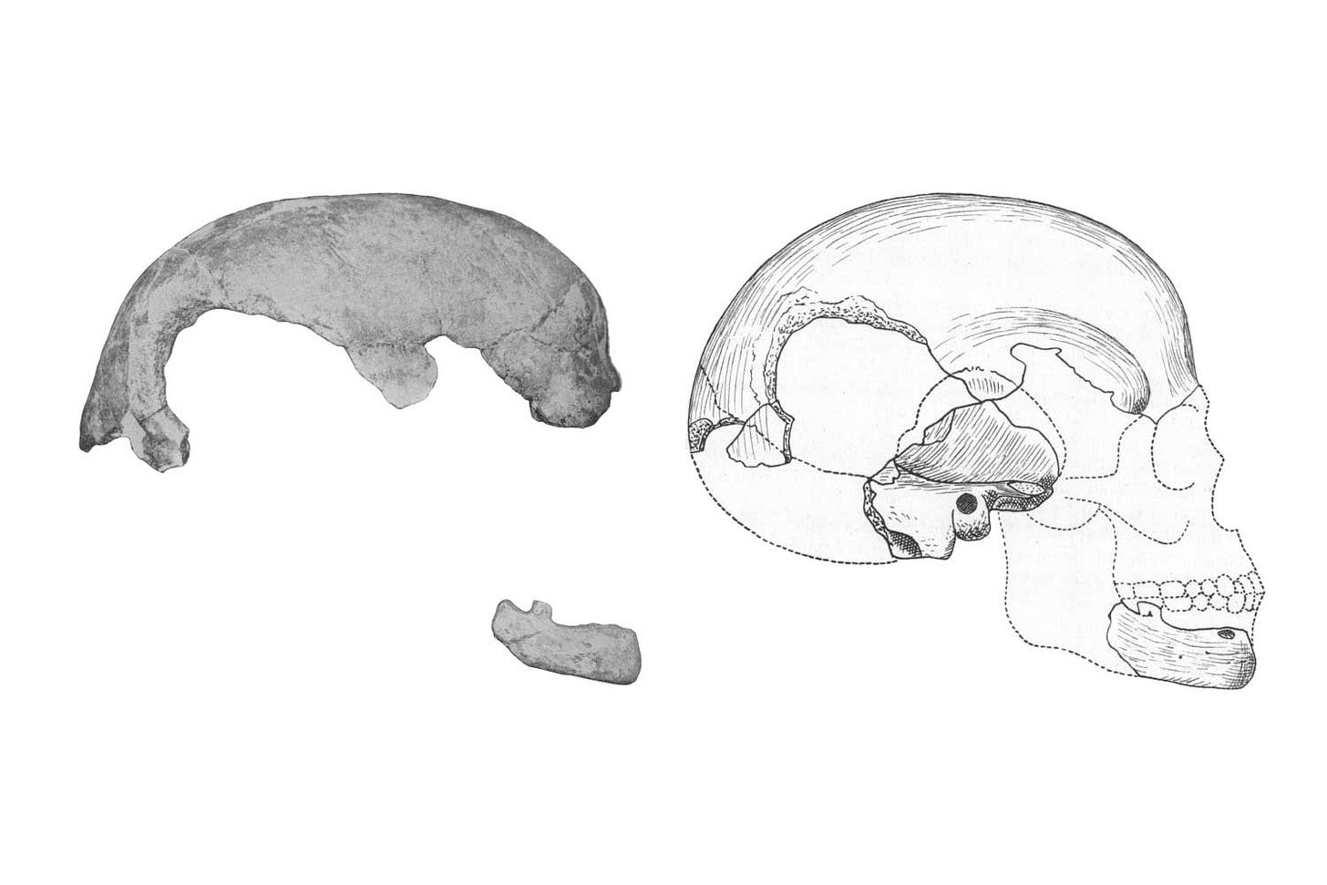 Photo of Boskop skull fragments next to a line drawing of the reconstructed skull