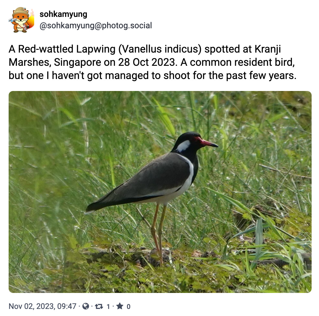 A Red-wattled Lapwing (Vanellus indicus) spotted at Kranji Marshes, Singapore on 28 Oct 2023