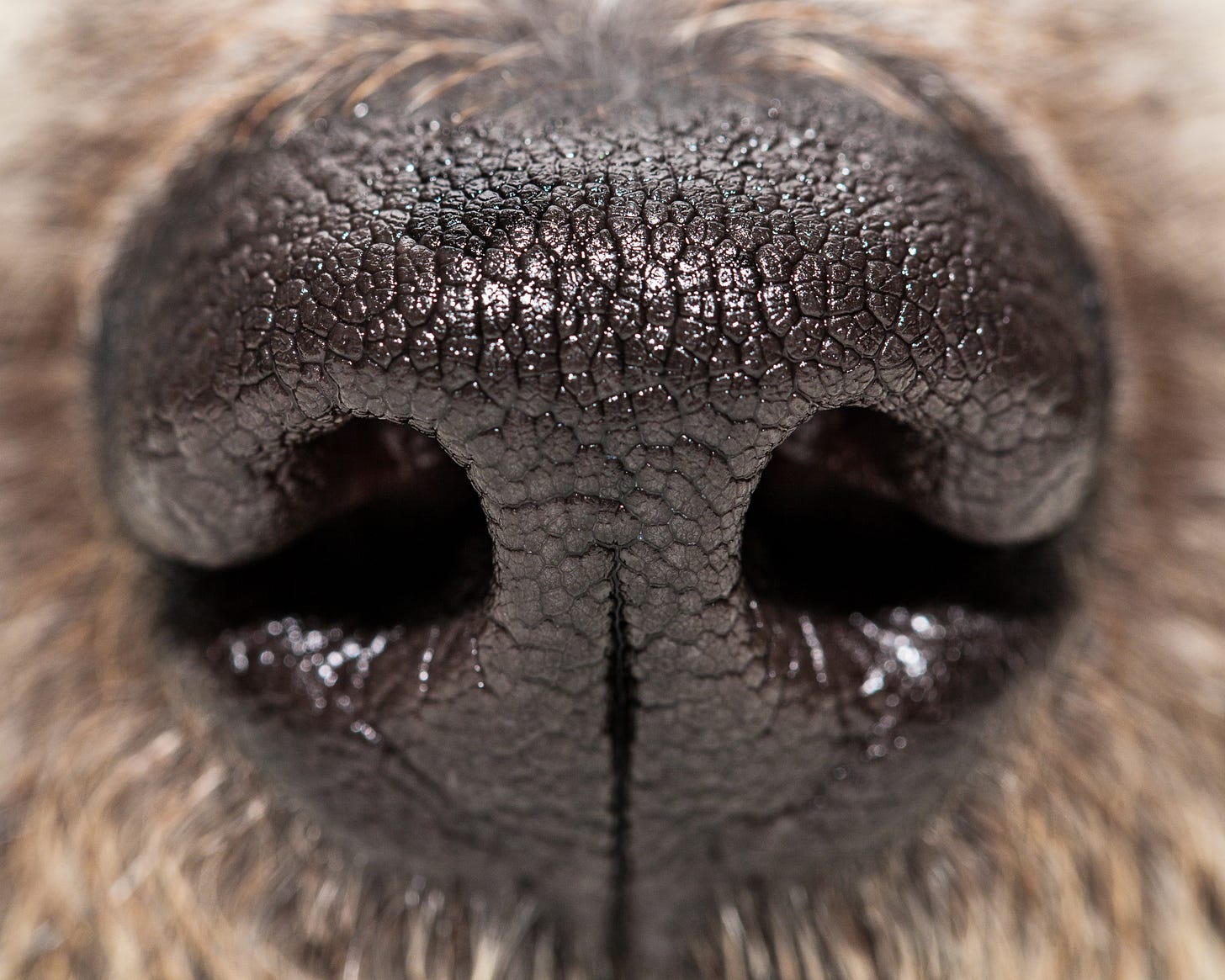 Close up of a dog's wet nose