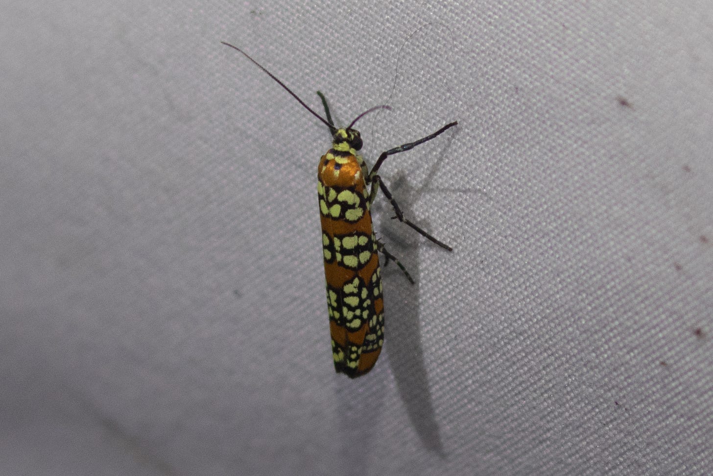 the same moth as above, now perched on a cloth sheet, facing upward.