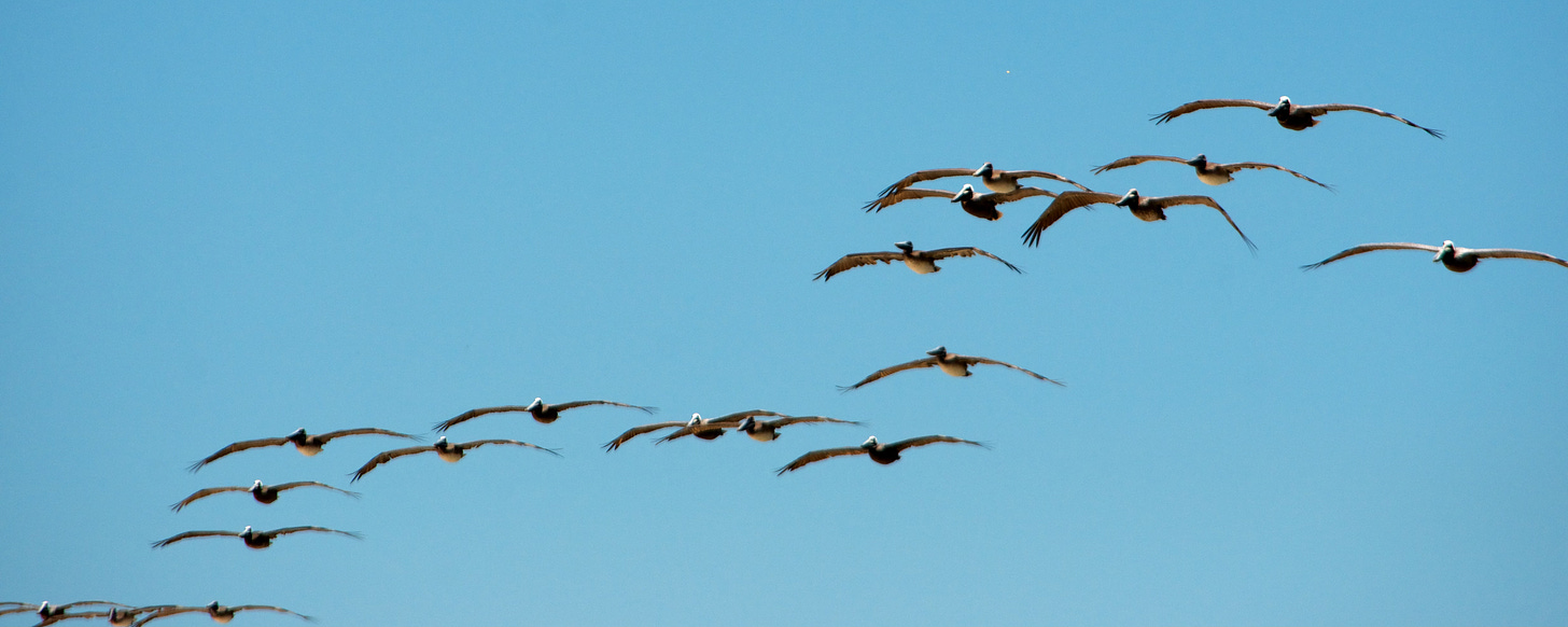 A flock of brown pelicans is silhouetted against a blue summer sky.