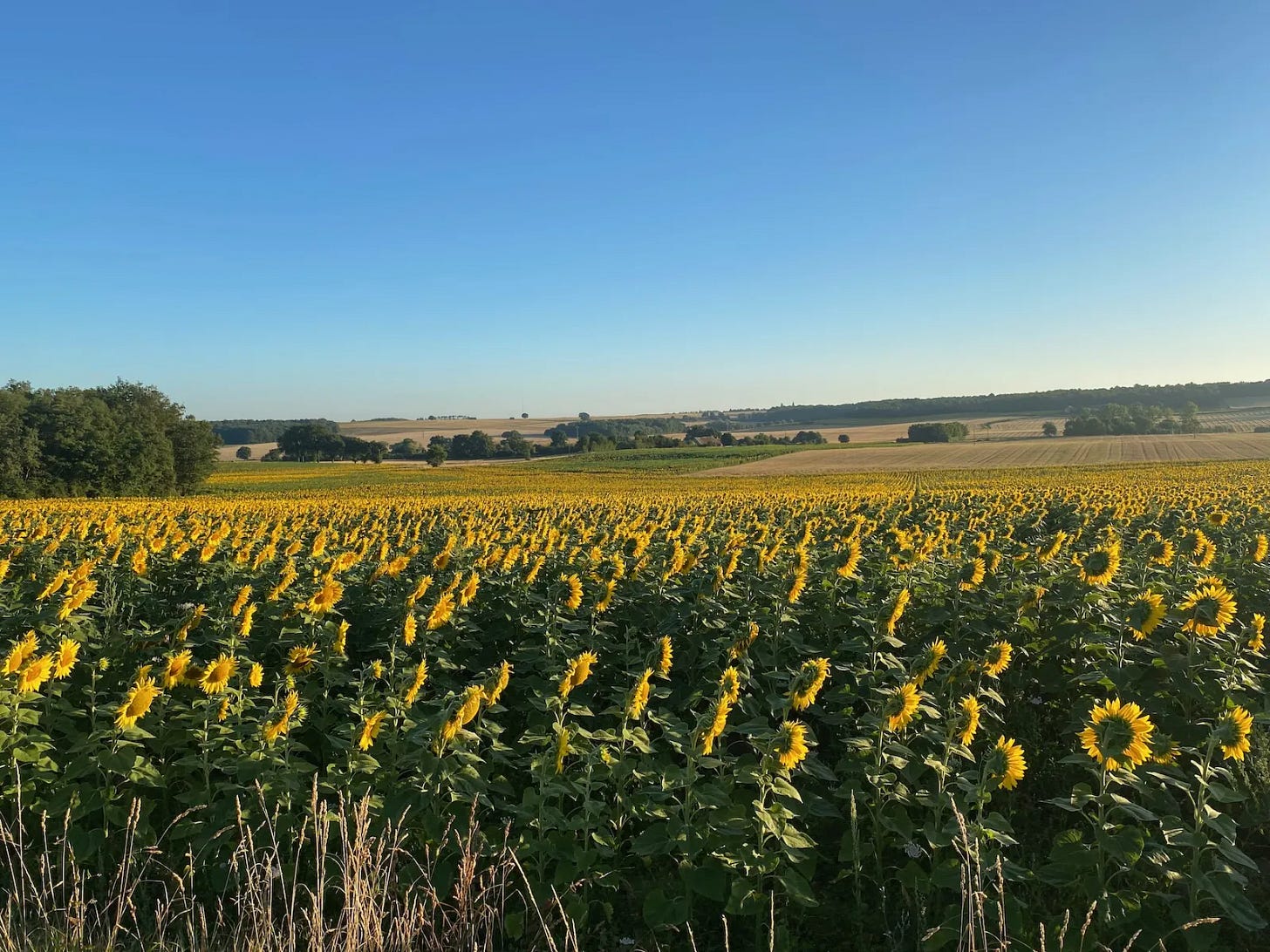 Dans les champs Dans les champs