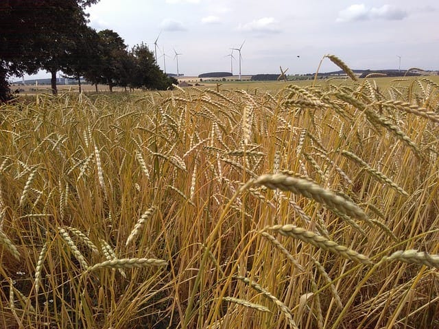 What is Spelt? An Alternative to Wheat - Healthy Hildegard