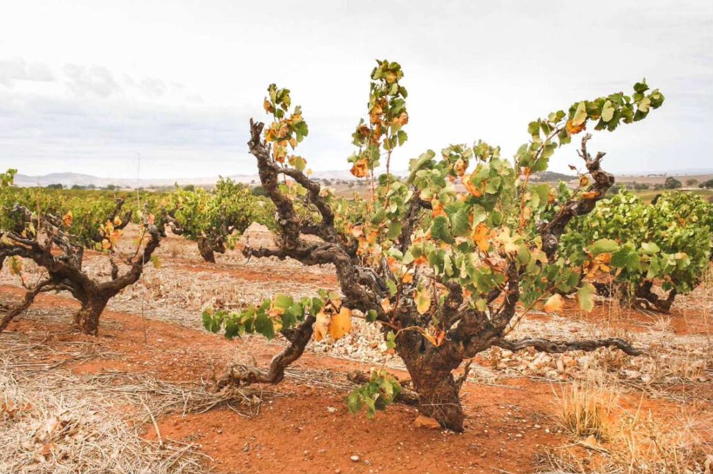 old vines in Barossa Valley