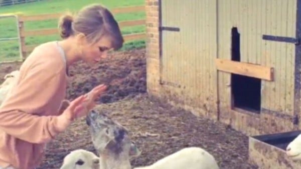 taylor swift dealing with sheep on farm 2015 gossip