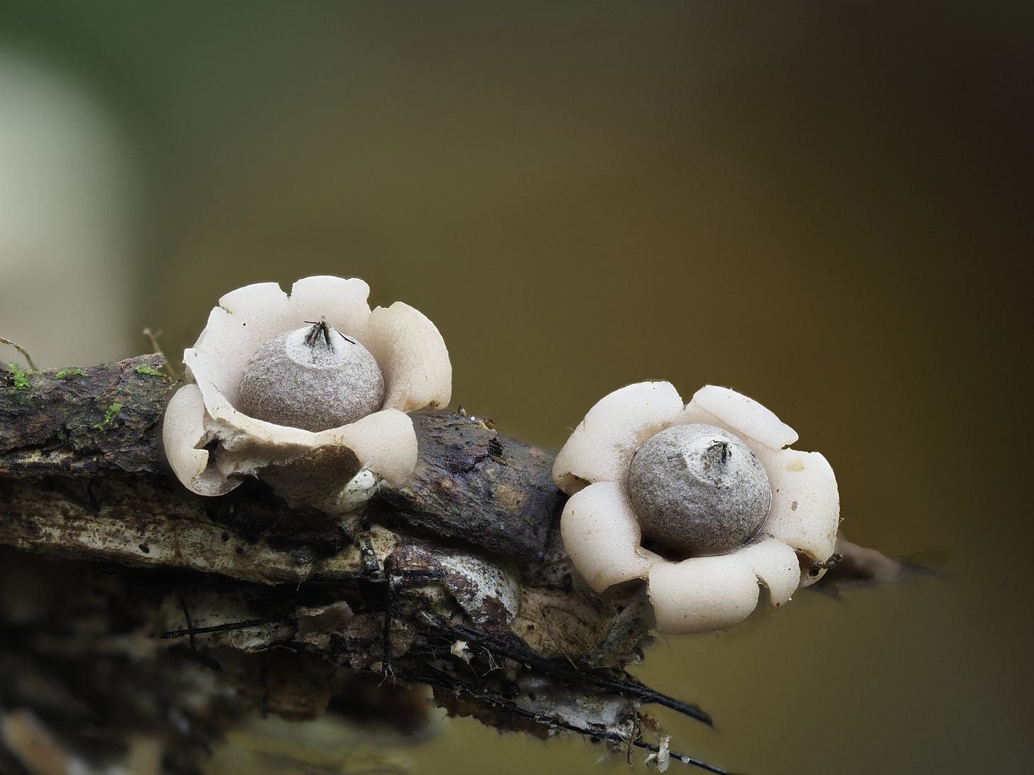 earthstar mushrooms