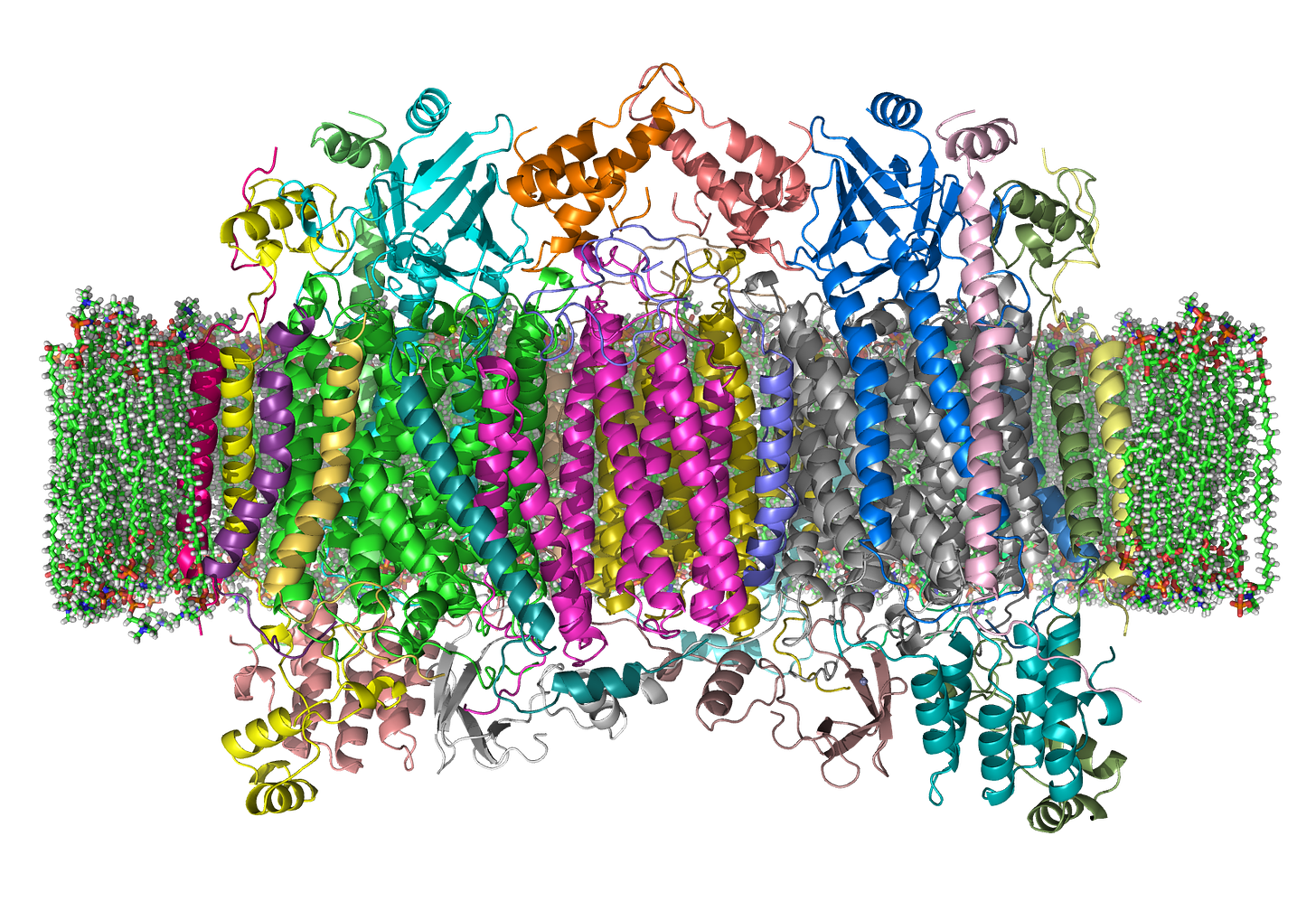 Cytochrome C Oxidase 1OCC in Membrane 2.png