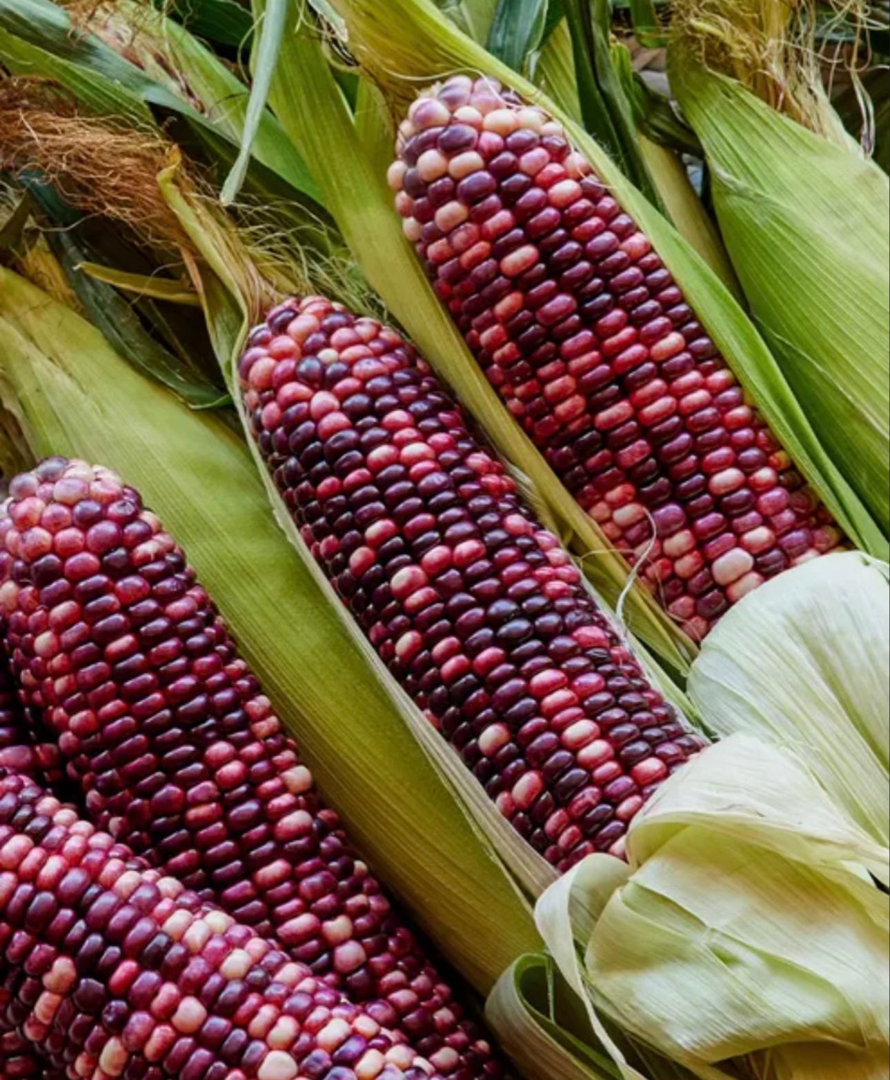 Four ears of purple-kerneled corn, along with several more ears still wrapped in green husks.