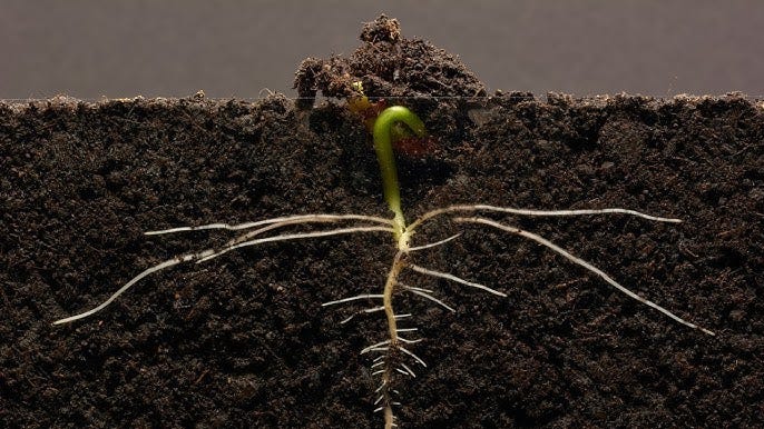 Germination Of A Seed (Time Lapse) - YouTube