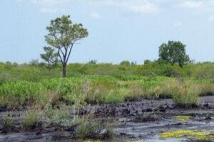 More than 70% of 2.4 million acres of evergreen shrub bogs, locally known as pocosin peatlands, were drained for agriculture and forestry along the Southeastern U.S. Coast in the last century and a half. Much of that land now lies fallow and could become an enormous carbon sink if moisture were restored.