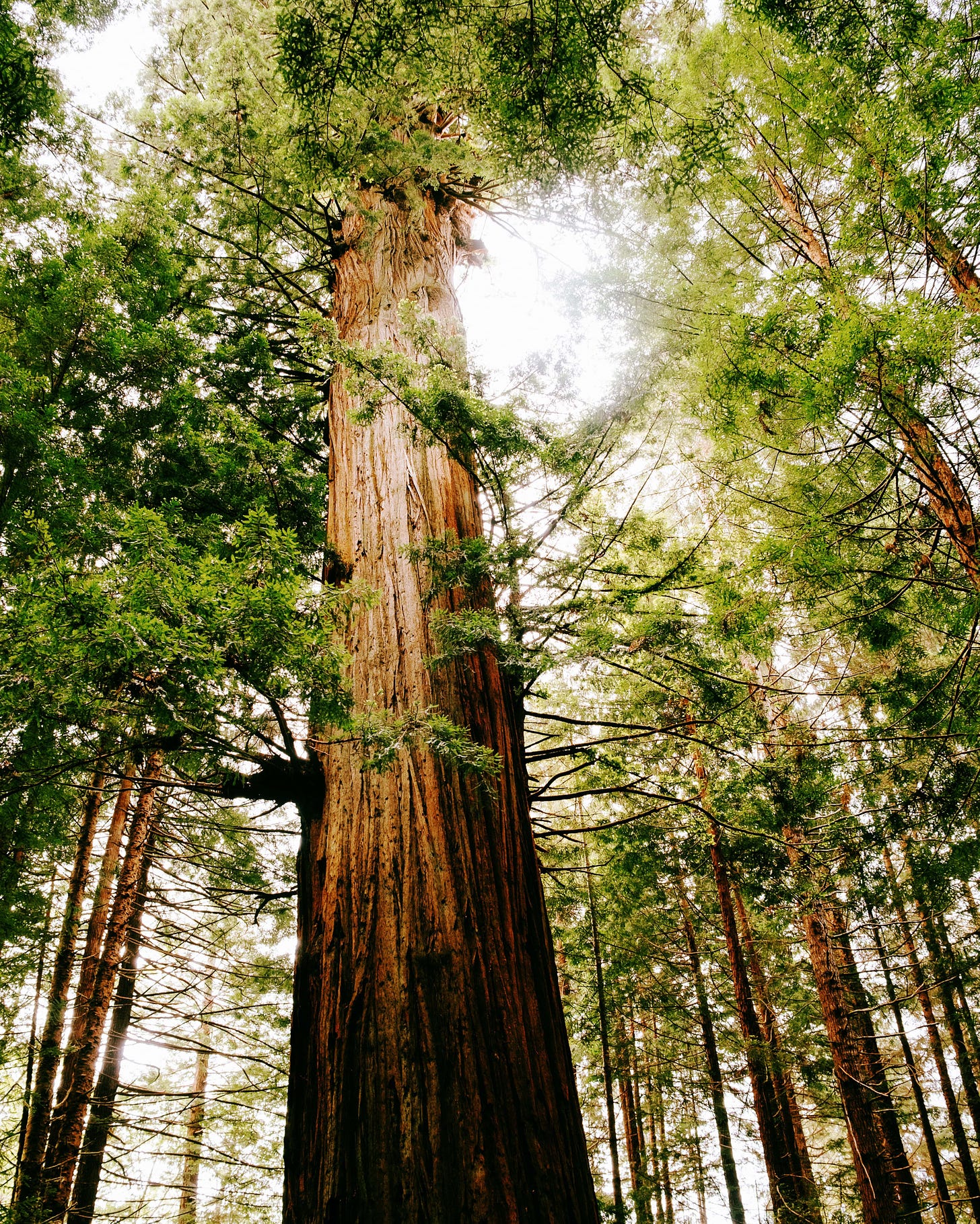 a redwood tree center with green branches surrounding it.