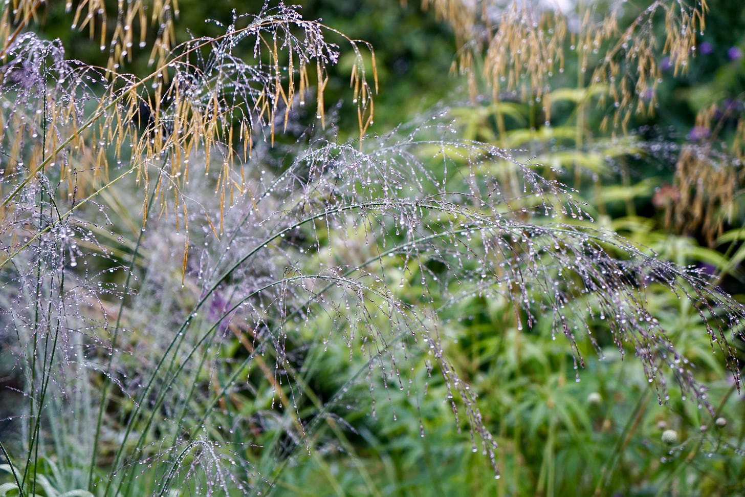 grasses and flowers with raindrops