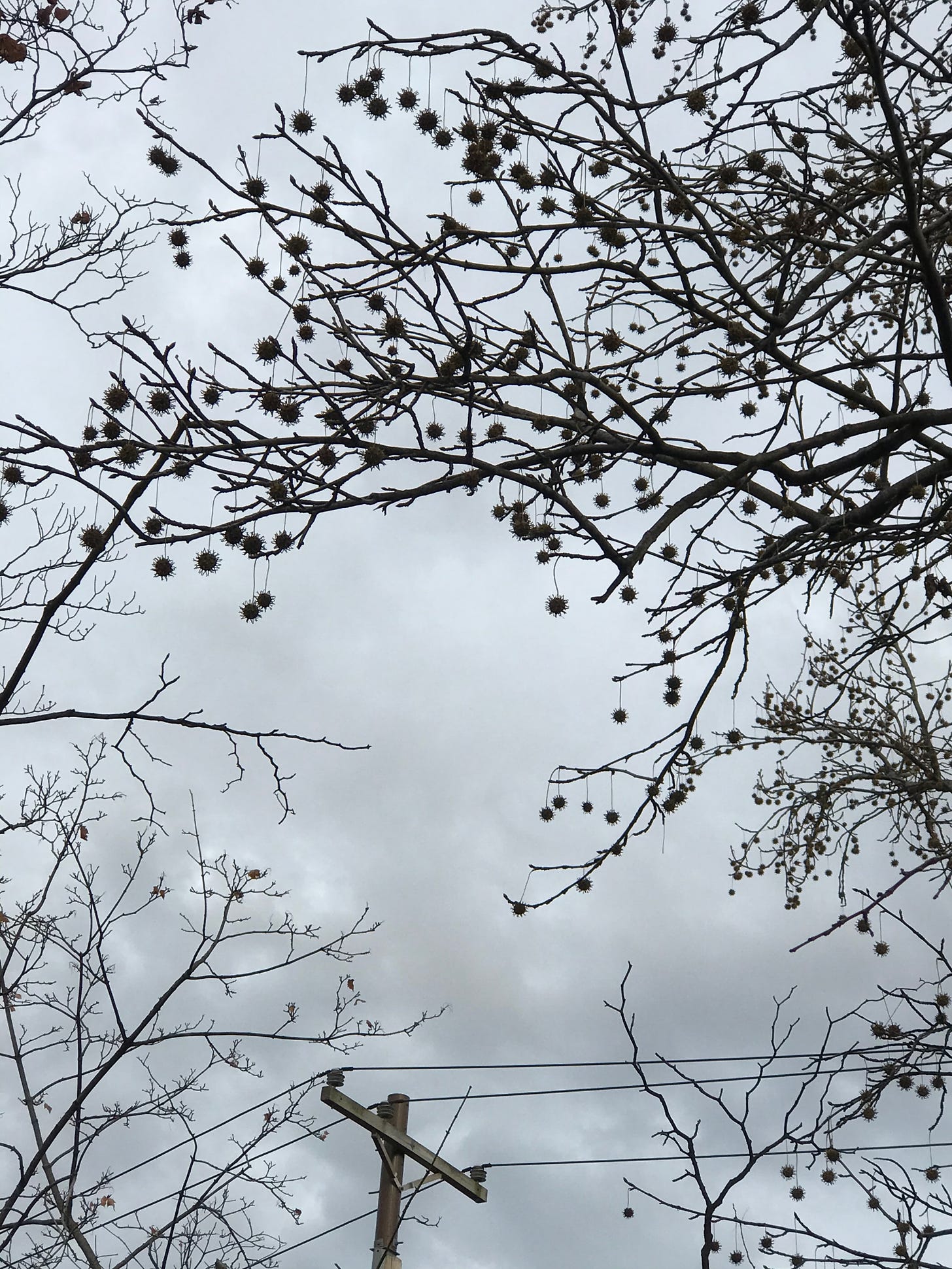 Sweetgum tree branches laden with spikes seedpods against a gray sky