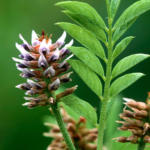 Licorice Root: Usefulness and Safety | NCCIH