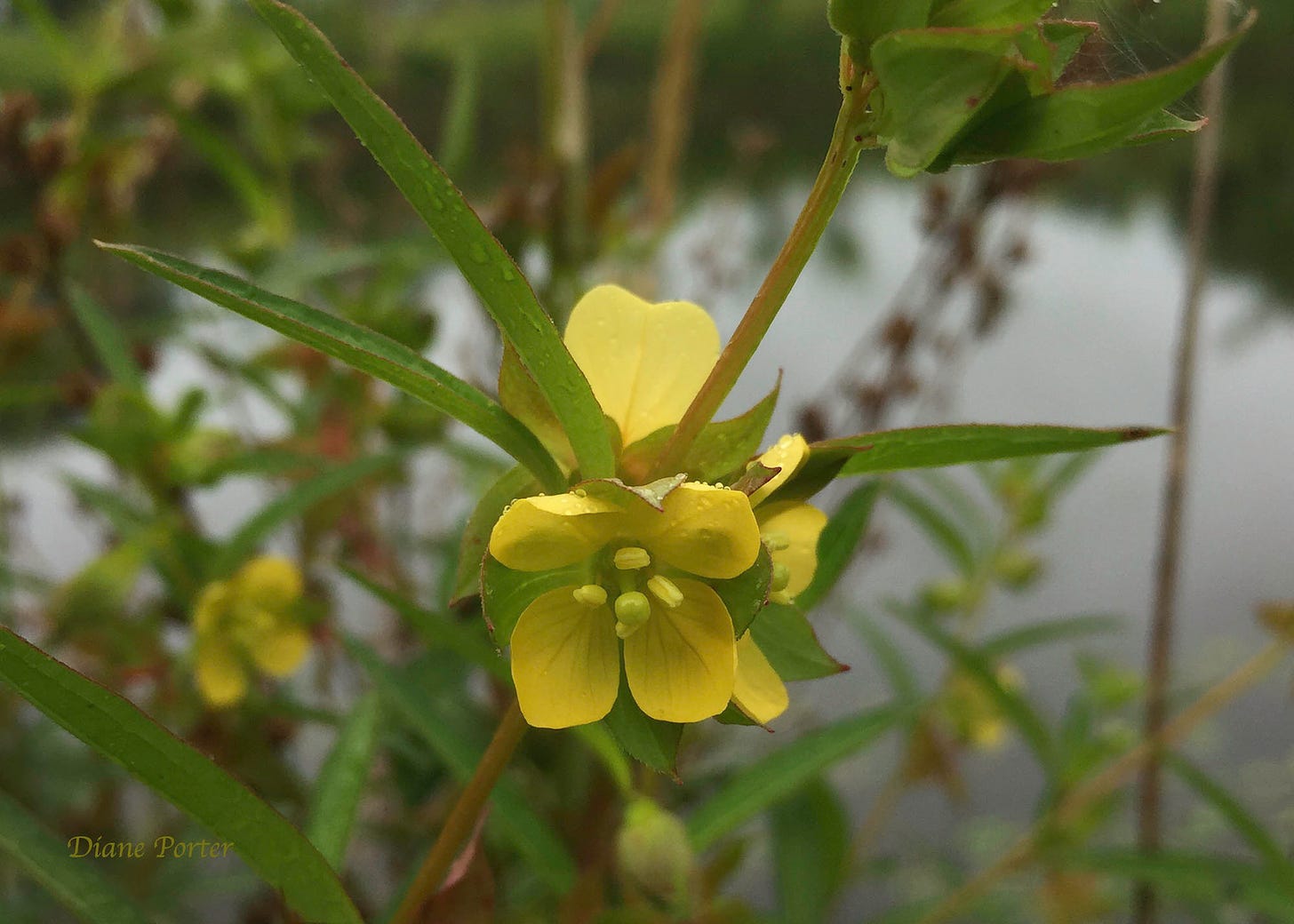 Yellow flower of Seedbox plant beside my pond