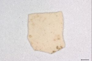 An eggshell fragment from the site of Bash Tepa, representing one of the earliest pieces of evidence for chickens on the Silk Road