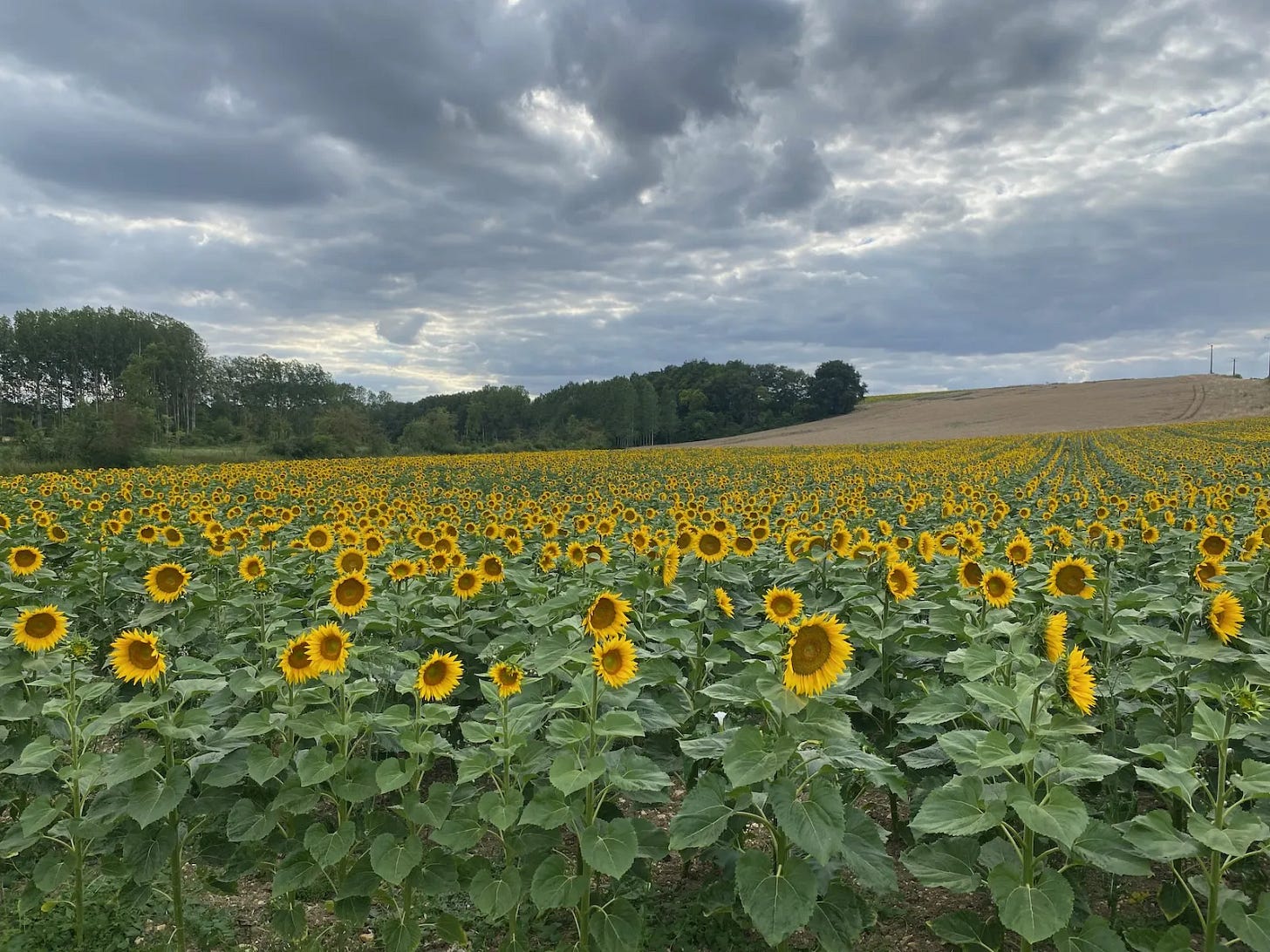Dans les champs Dans les champs
