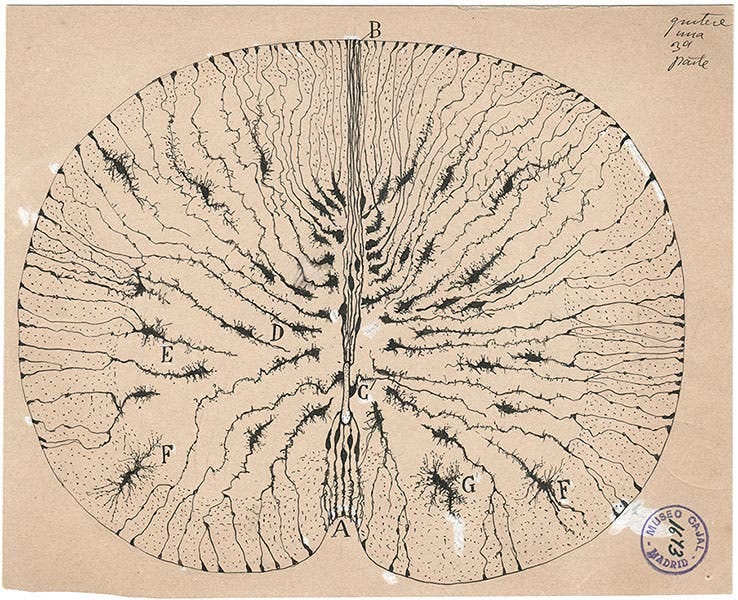 Santiago Ramón y Cajal - Linda Hall Library