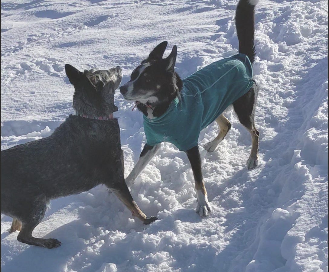 two happy dogs meeting eachother