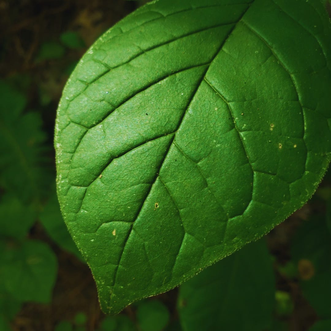 A close-up shot of a bright green leaf.