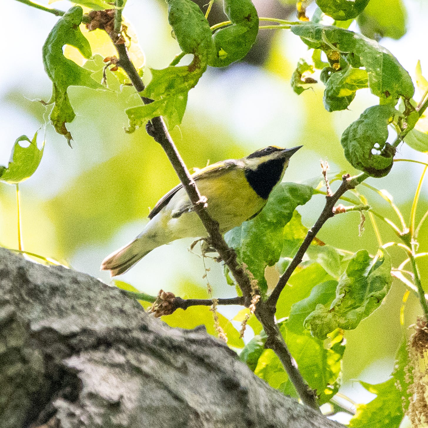 A hybrid of a golden-winged warbler crossed with a blue-winged warbler, which in this case has a black eye mask, a white malar stripe, a black throat, and a belly with a yellowish wash, seen from below (yellow crown not visible from this angle)