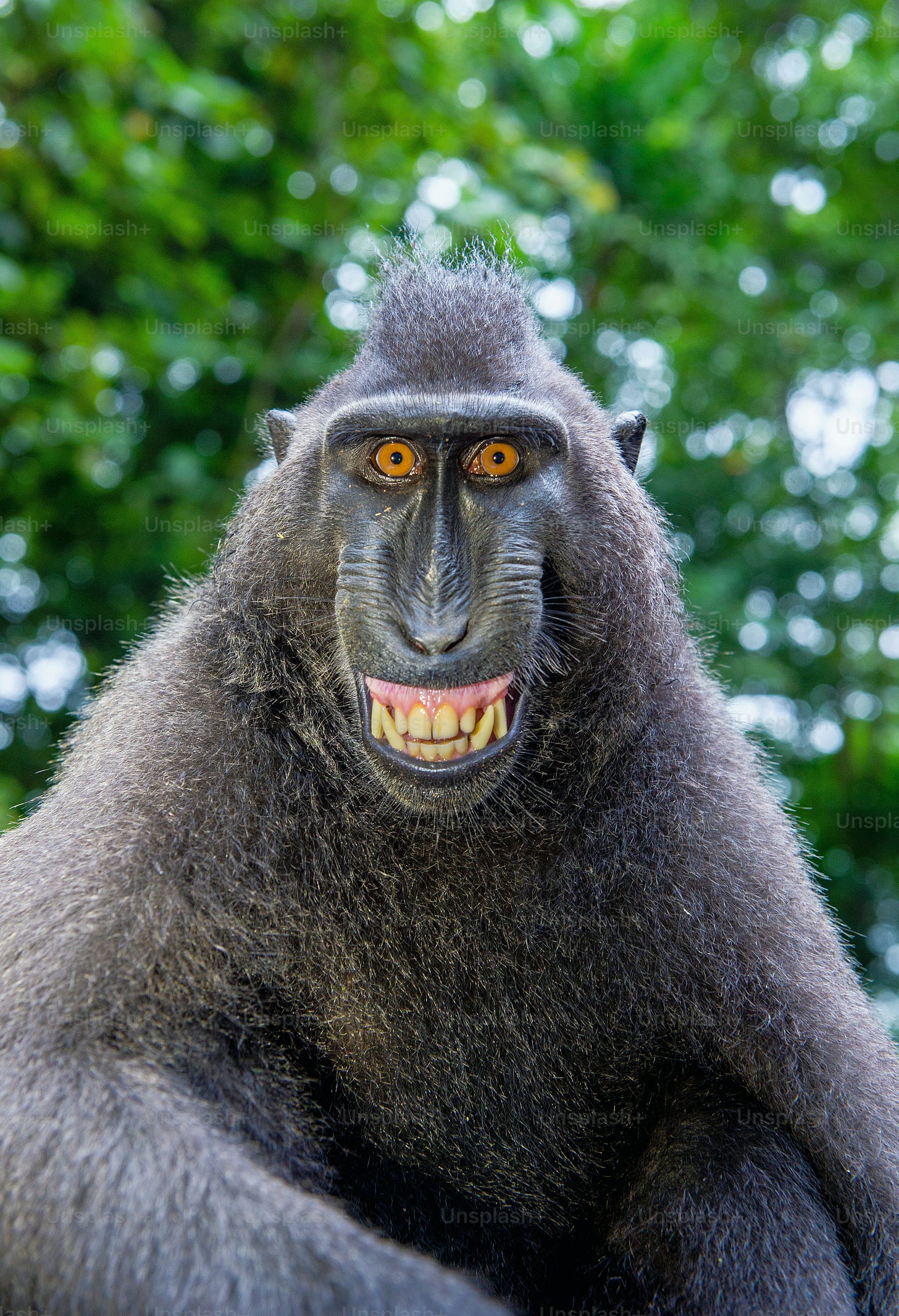 500+ Funny Pictures [HD] | Download Free Images & Stock ...