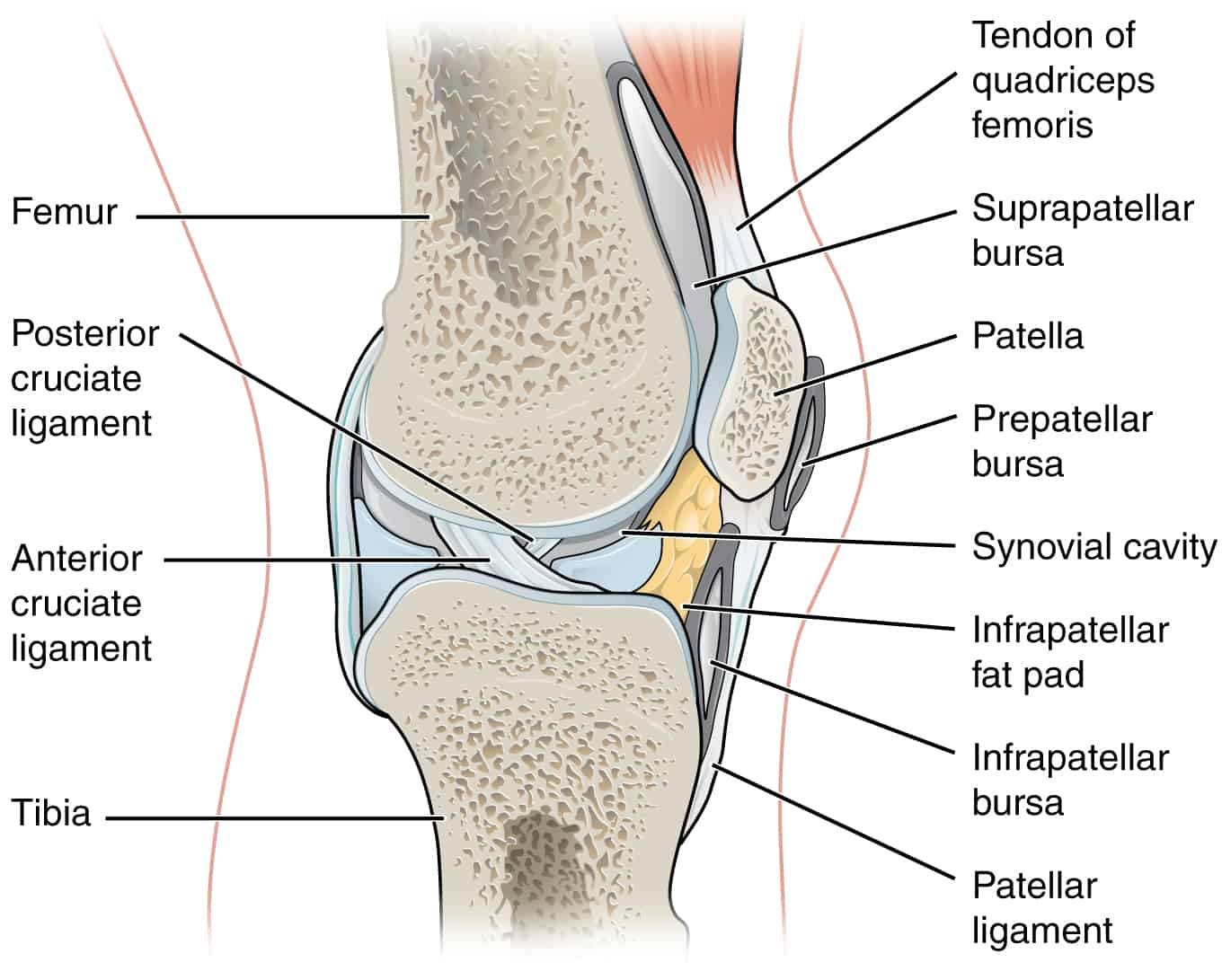 Anterior Cruciate Ligament rupture (ACL) - almostadoctor