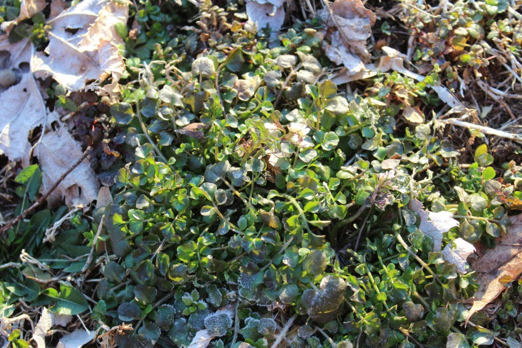 wild edible plant