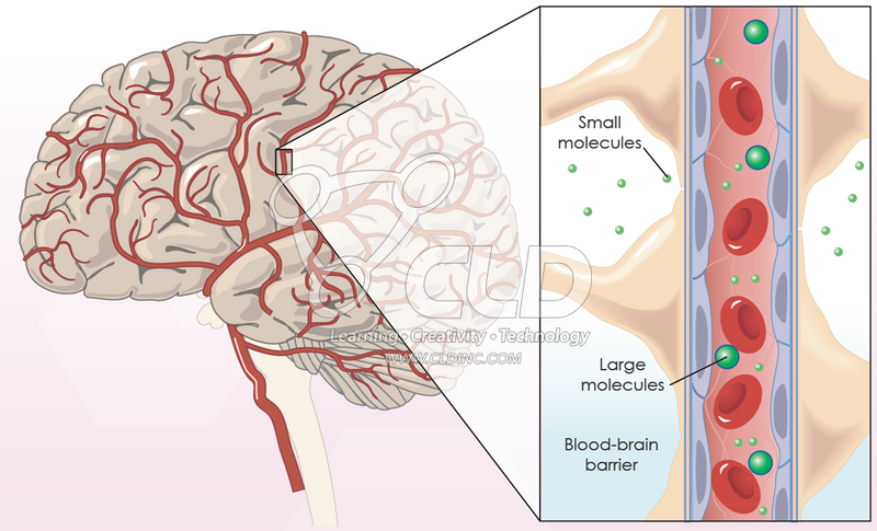 What is the Blood-Brain Barrier? - Pyradyne