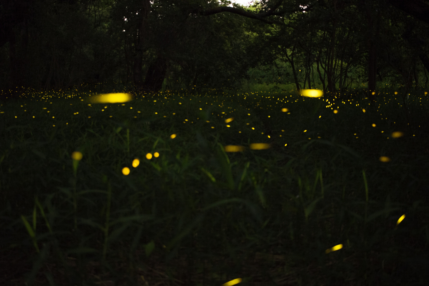 fireflies in a meadow tony phan for unsplash