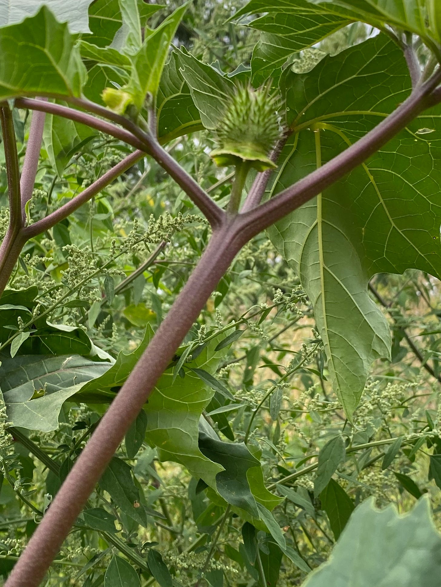 hairless stems and leaves, upright thorny seed pod of Datura stramonium