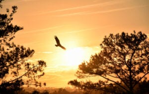 An eagle soars (Photo by Sam Bark on Unsplash).