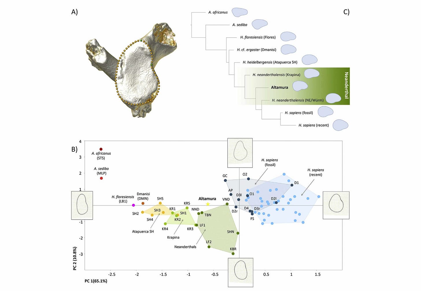 Three panels. The first panel has a 3D rendering of the Altamura scapula from lateral view. The second panel has a PCA showing Altamura and other groups of hominins from Australopithecus to modern humans. Altamura is near other Neanderthals. The third panel shows a phylogenetic tree placing Altamura among other Neanderthals. Three panels. The first panel has a 3D rendering of the Altamura scapula from lateral view. The second panel has a PCA showing Altamura and other groups of hominins from Australopithecus to modern humans. Altamura is near other Neanderthals. The third panel shows a phylogenetic tree placing Altamura among other Neanderthals.