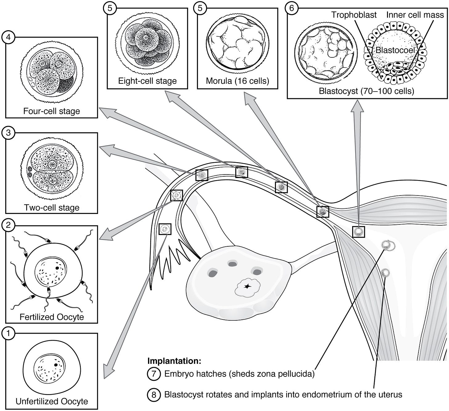 This figure shows the different stages in pre-embryonic development. A diagram of the uterus is shown and from this image, eight callouts show the different stages of development.