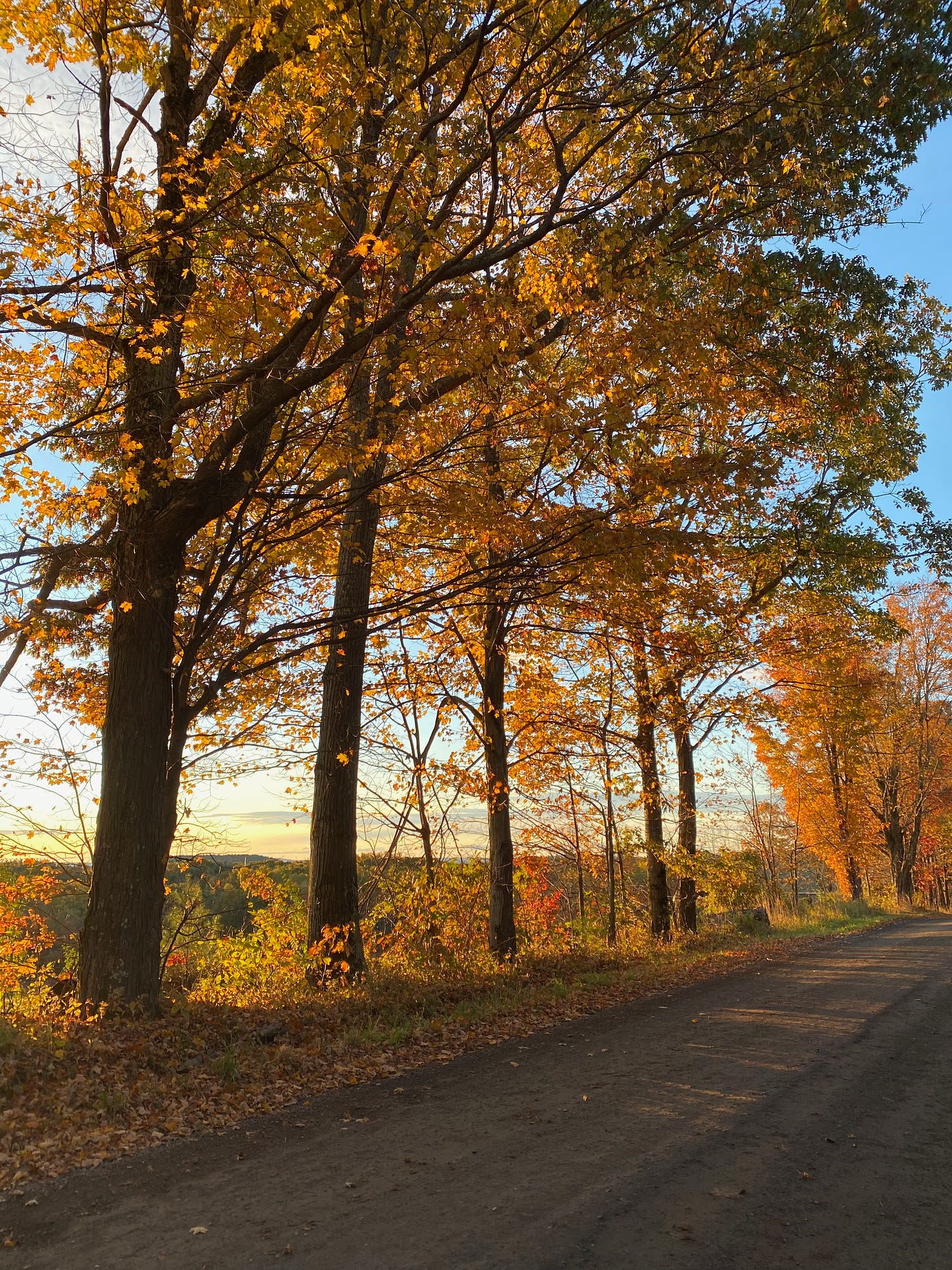 Several large golden trees lining a dirt road, lit up with the sunrise.