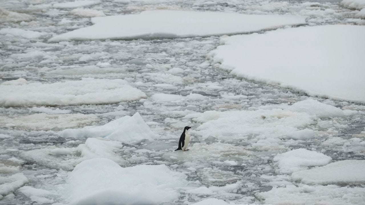 An Adelie penguin stands on ice over Penola Strait, as the floes melt due to global climate change in Antarctica on February 7, 2022. 
