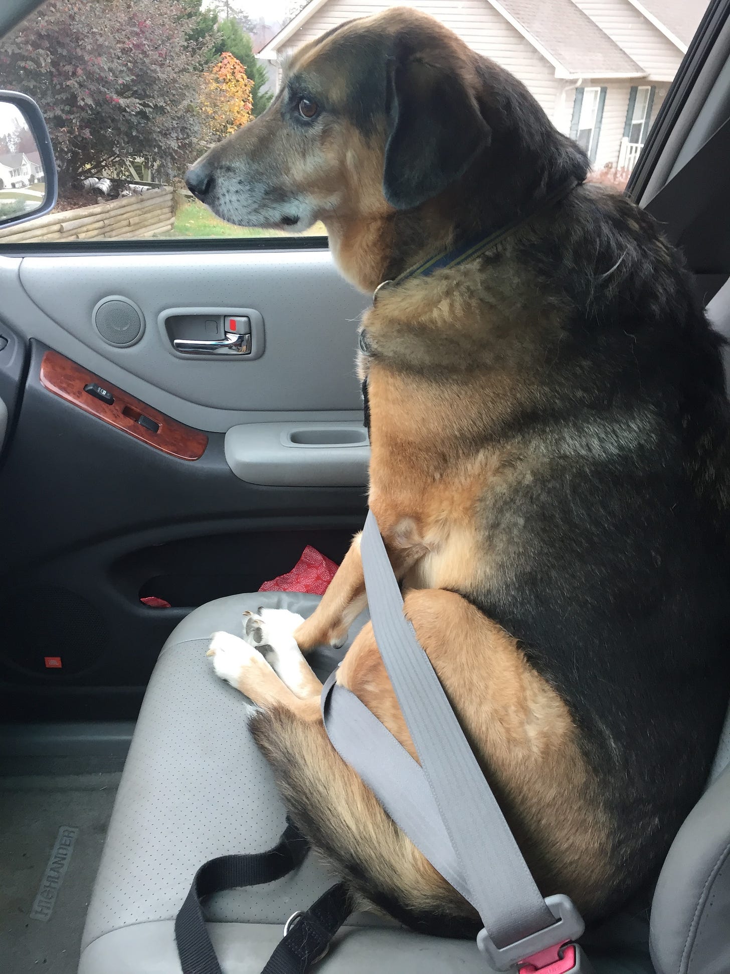 Cody in the front seat.JPG