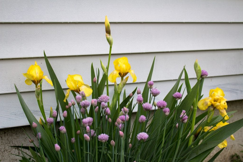 Iris and Chives