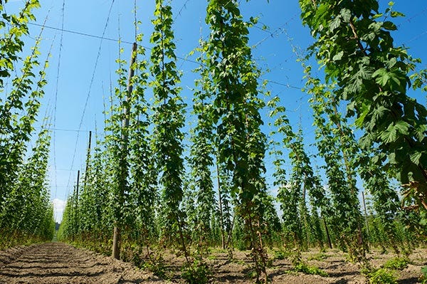 How to Grow Hops At Home - American Homebrewers Association