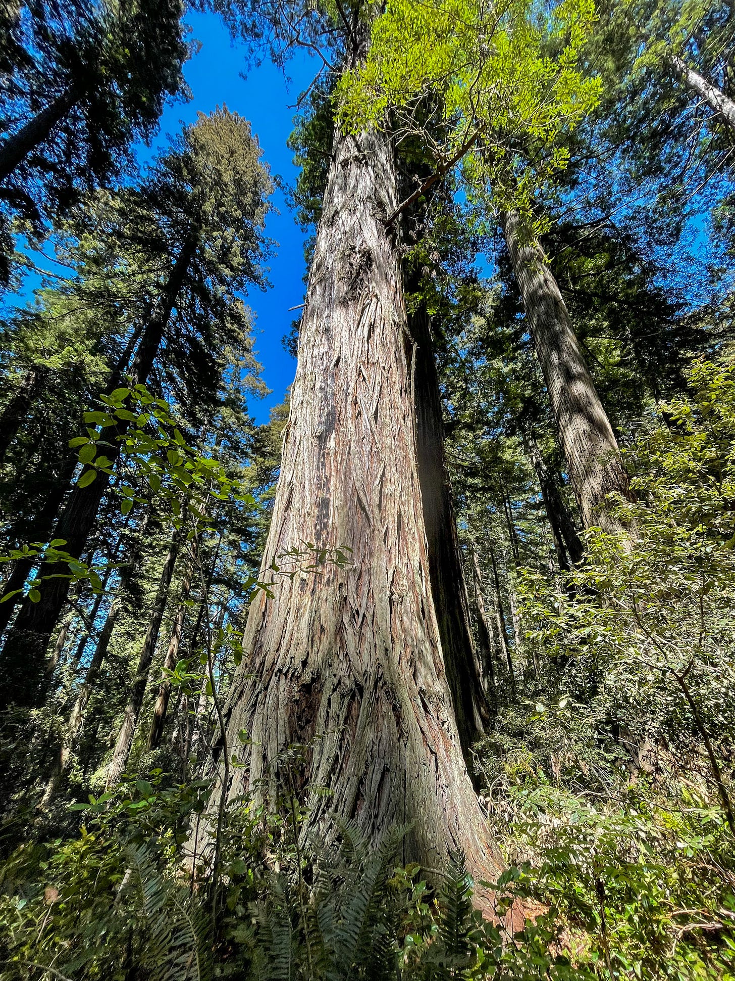 Redwood National and State Park