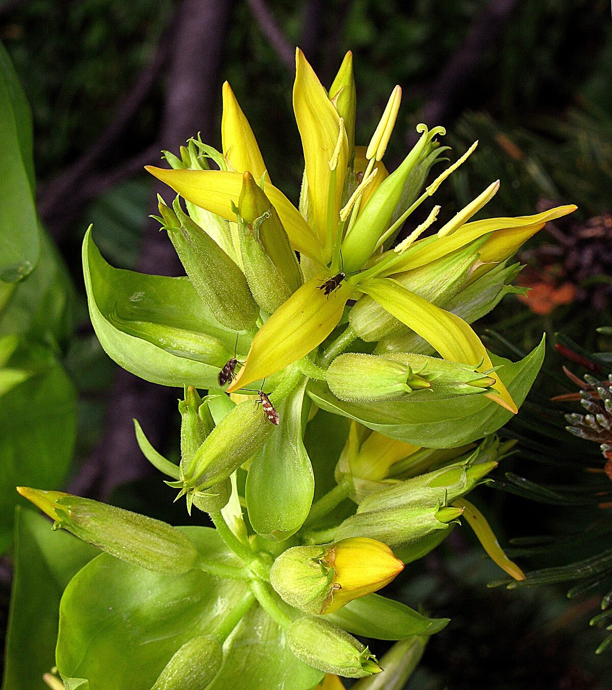 Gentiana lutea - Wikipedia