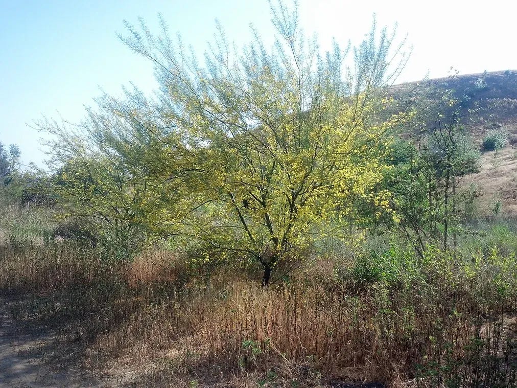 Parkinsonia floridia (Blue Palo Verde) with yellow flowers.
