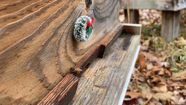 Christmas wreath above honey bee hive entrance